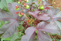 Jatropha gossypiifolia
